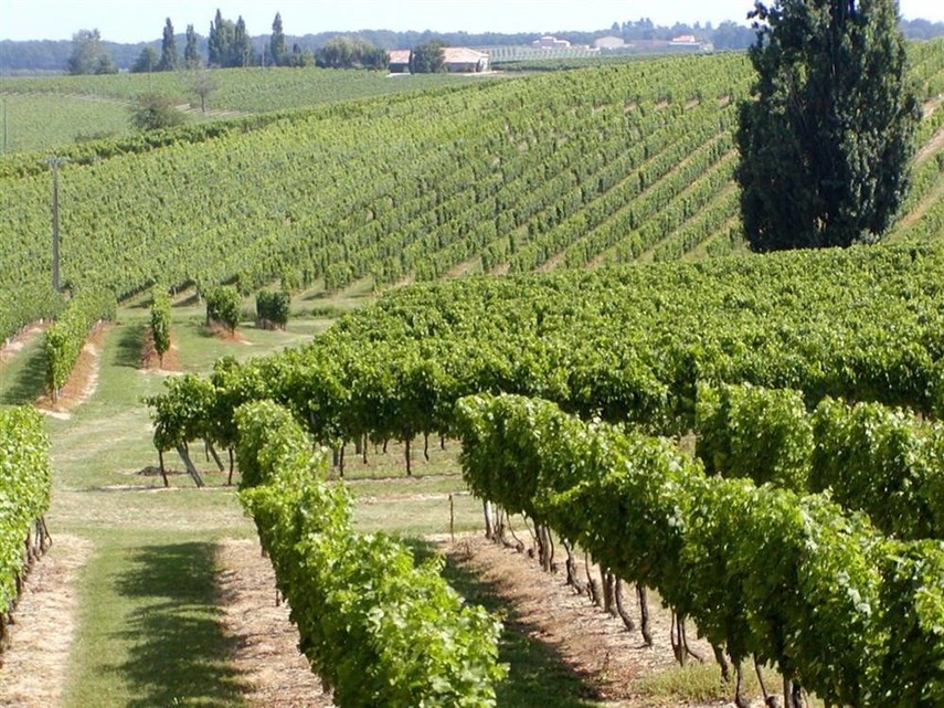 Domaine de Pellehaut